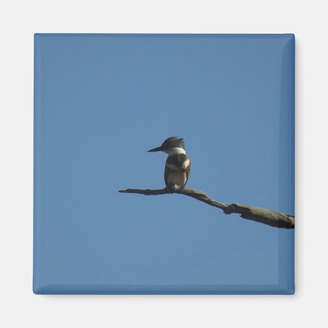 Kung Fisher Magnet (Framsidan)