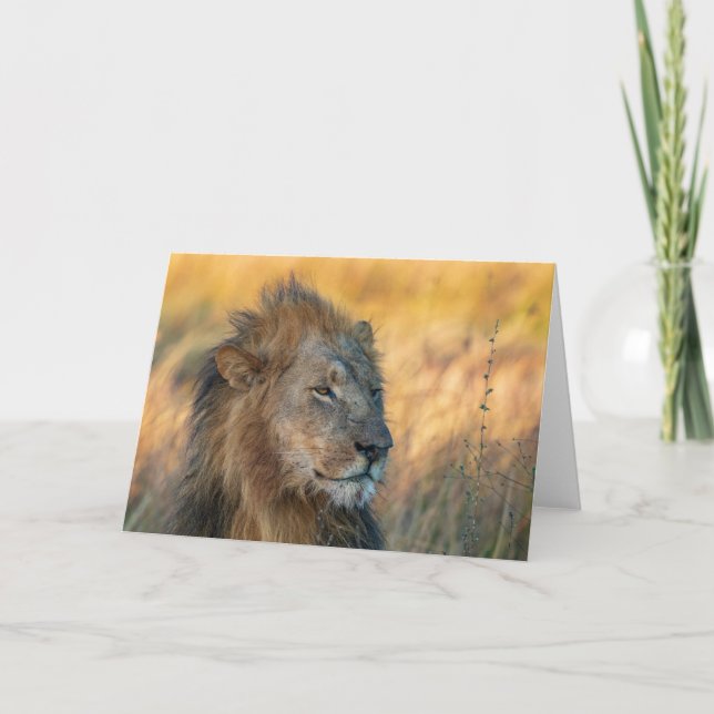 Kung i Jungle, Botswana Kort (Framsida)