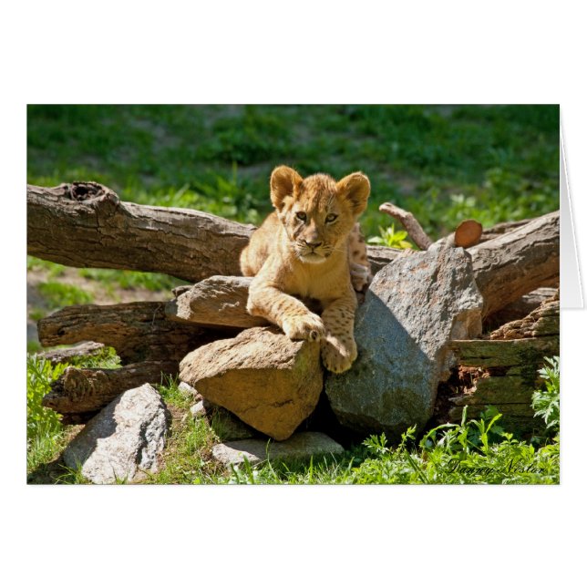 Kung i Jungle Hälsningskort (Framsidan Horizontal)