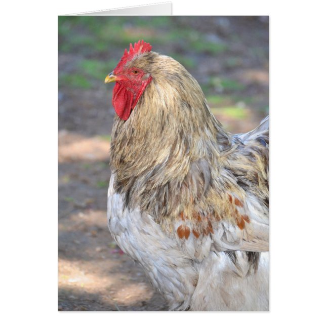 Kung i Roost Hälsningskort (Framsidan)