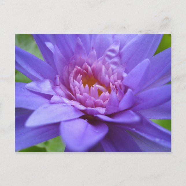 Kung i Siam Vykort (Framsida)