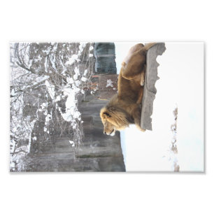 Kung i snön av E.A. Schneider Fototryck