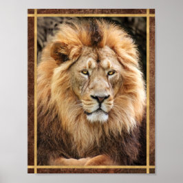 Kung Lejon Fotografi Poster