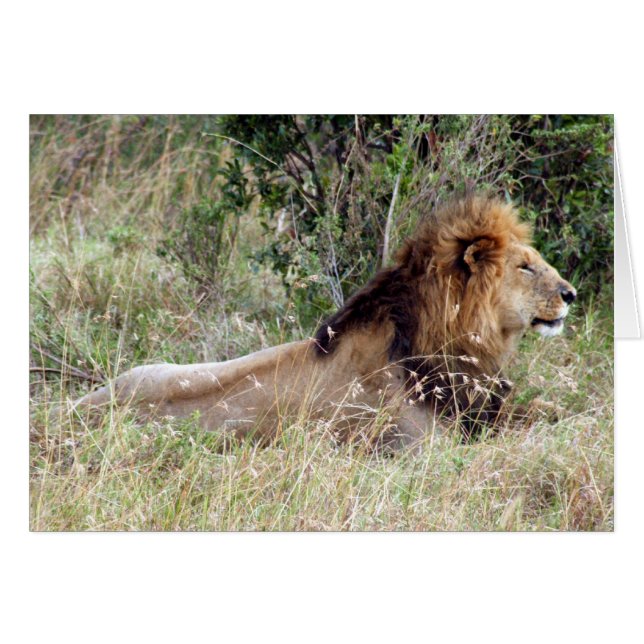 kung lejon hälsningskort (Framsidan Horizontal)