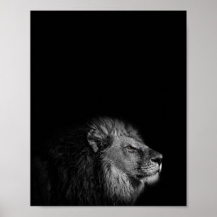 Kung, Lejonare, svart och vitt fotografi Poster