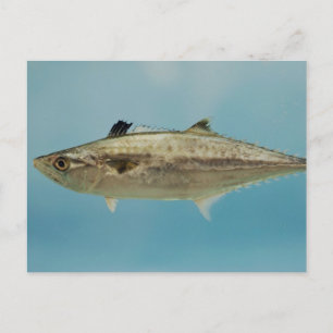 Kung Mackerel Vykort
