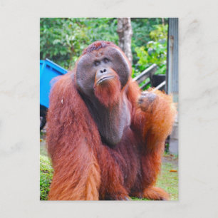 Kung Orangutan Tom i Camp Leakey Vykort