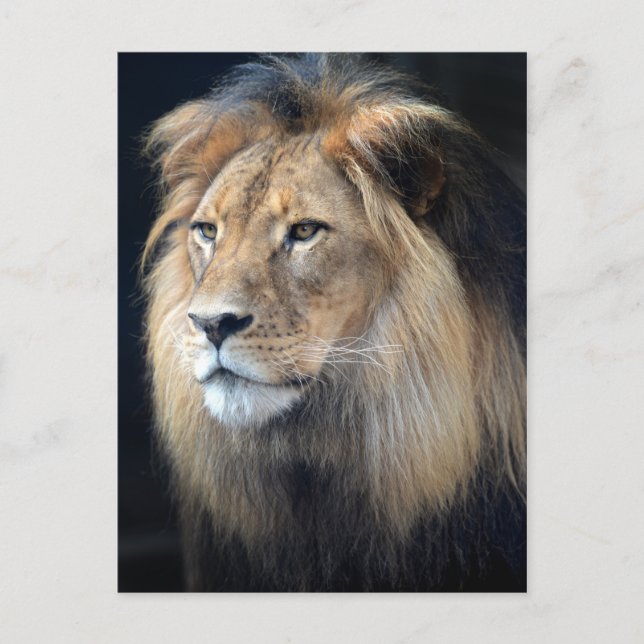 Kung på det Lejona vykortet "Jungle Two" Vykort (Framsida)