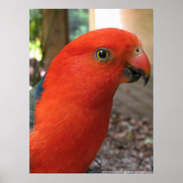 Kung Parrot - Australian Native Bird Series Poster