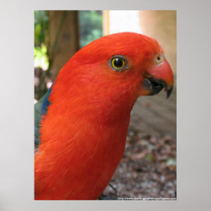 Kung Parrot - Australian Native Bird Series Poster