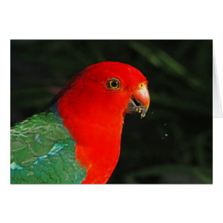 Kung Parrot Hälsningskort