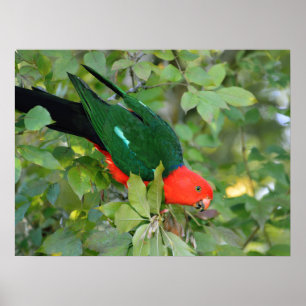 Kung Parrot Poster