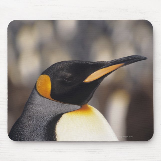 Kung penguin (Aptenodytes patagonicus) Musmatta (Framsidan)