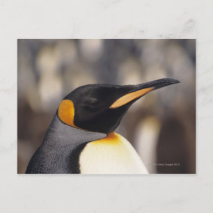 Kung penguin (Aptenodytes patagonicus) Vykort