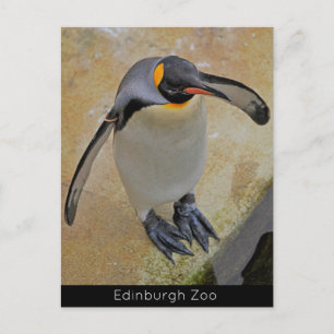 Kung Penguin Edinburgh Zoo Scotland-vykort Vykort