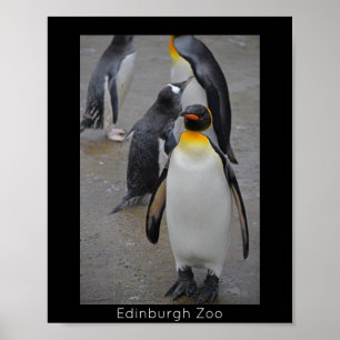 Kung Penguin & Friends Edinburgh Zoo Scotland Poster