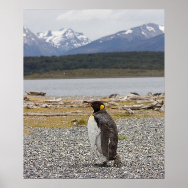 Kung Penguin, Isla Martillo, Tierra Del Fuego Poster (Framsidan)