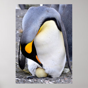 Kung Penguin med ägg Poster