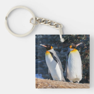 Kung Penguin-par mot bakgrund av Wintry