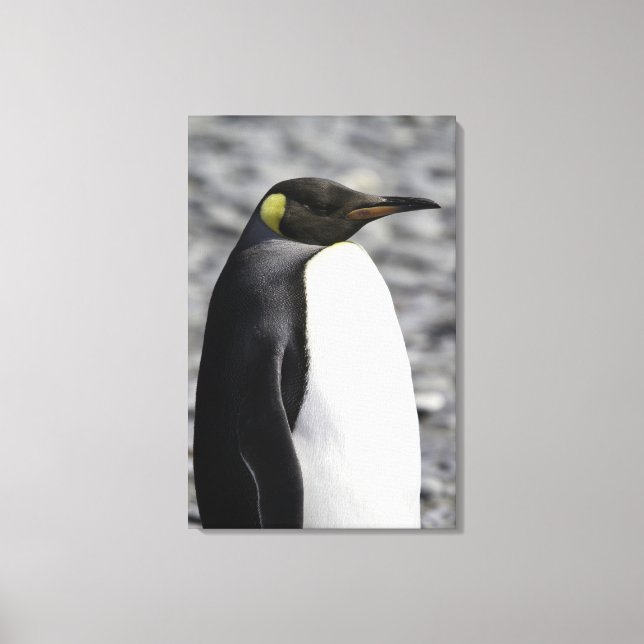 Kung Penguin, Salisbury Plain, Sydgeorgien Canvastryck (Framsida)