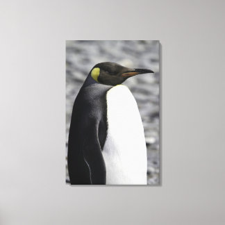 Kung Penguin, Salisbury Plain, Sydgeorgien Canvastryck