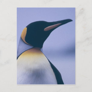Kung Penguin Vykort