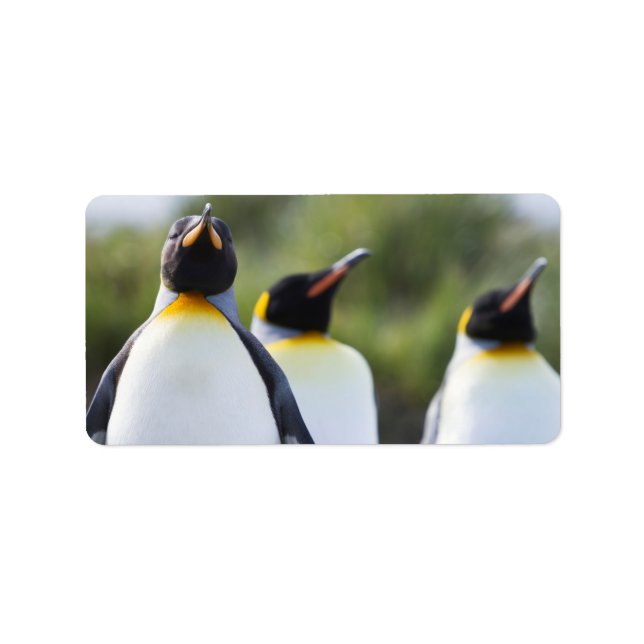 Kung penguiner adressetikett (Framsidan)