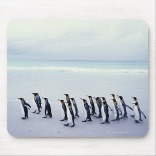 Kung penguiner (Aptenodytes patagonicus) Musmatta