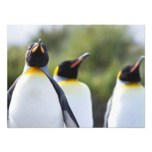 Kung penguiner fototryck
