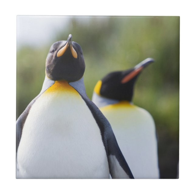 Kung penguiner kakelplatta (Framsidan)
