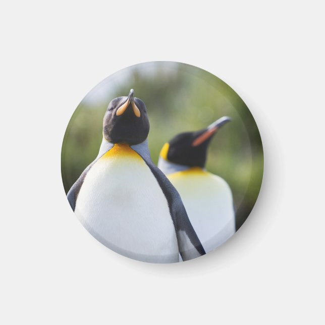 Kung penguiner magnet (Framsidan)