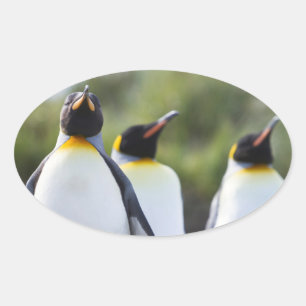Kung penguiner ovalt klistermärke