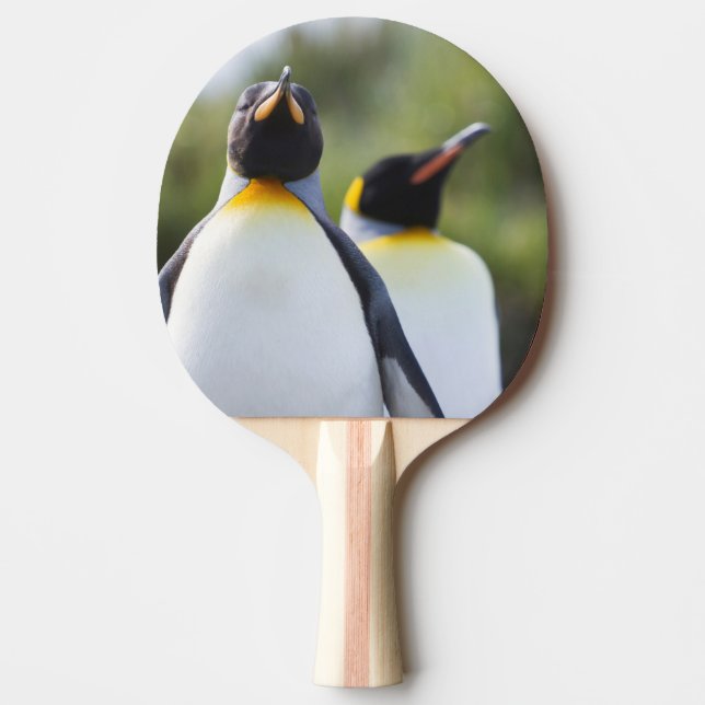 Kung penguiner pingisracket (Framsidan)