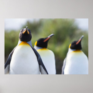 Kung penguiner poster