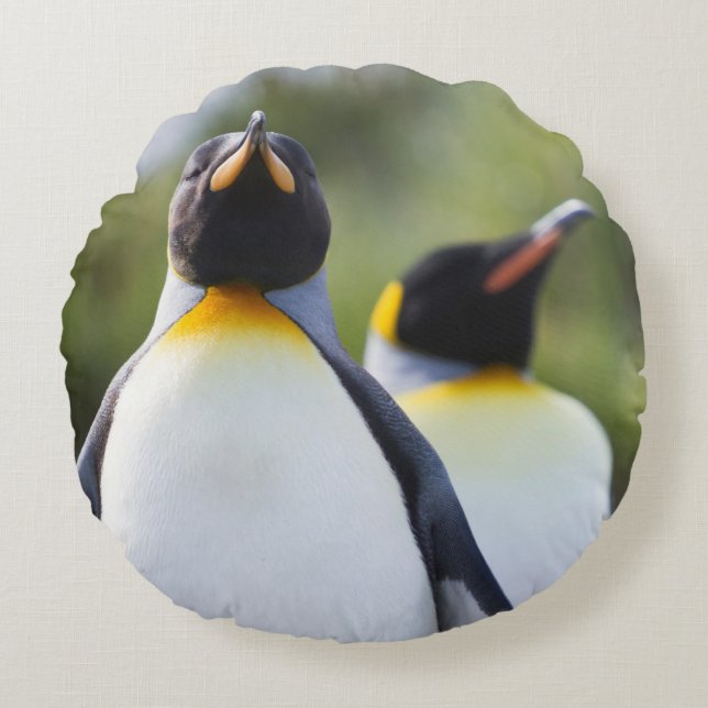 Kung penguiner rund kudde (Framsidan)