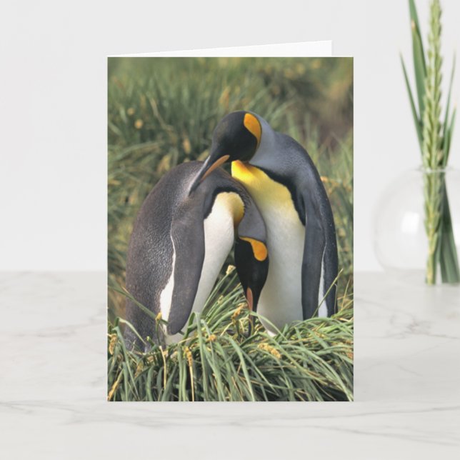 Kung penguins Älskare Kort (Framsida)