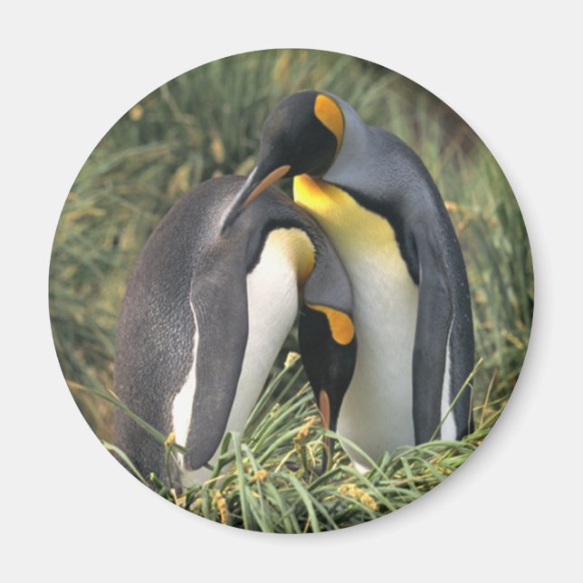 Kung penguins Älskare Magnet (Framsidan)