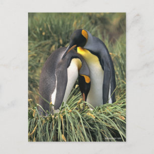 Kung penguins Älskare Vykort