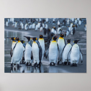 Kung Penguins-Antarctica Poster