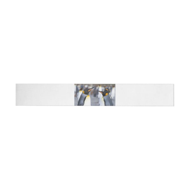 Kung Penguins Etikettband (Individual)