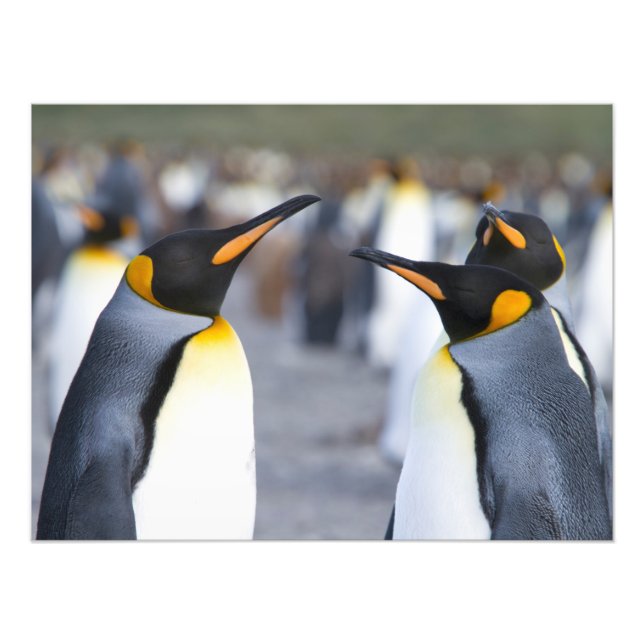 Kung Penguins Fototryck (Framsidan)