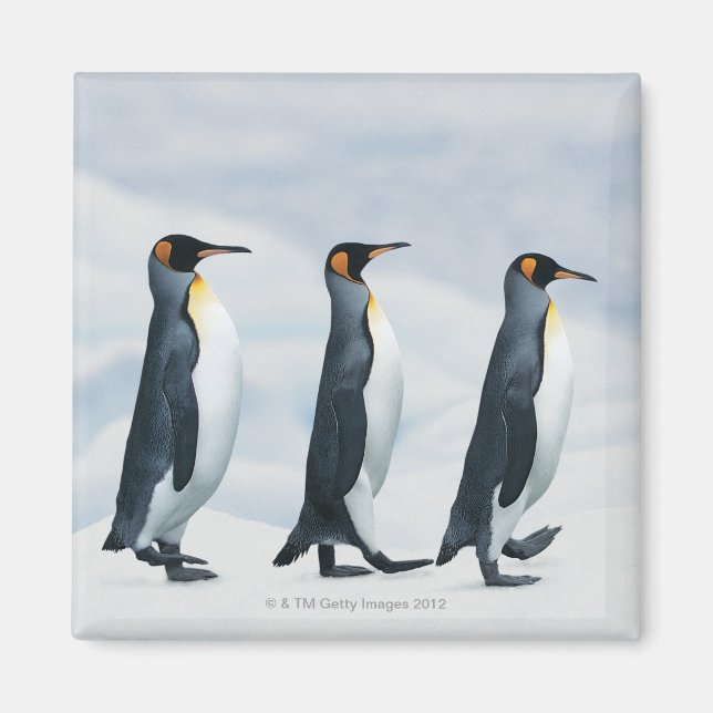 Kung Penguins går i en fil Magnet (Framsidan)