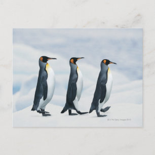 Kung Penguins går i en fil Vykort