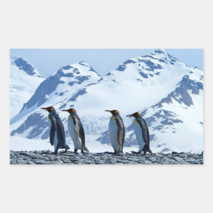 Kung Penguins i Sydgeorgien Rektangulärt Klistermärke