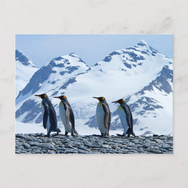 Kung Penguins i Sydgeorgien Vykort (Framsida)