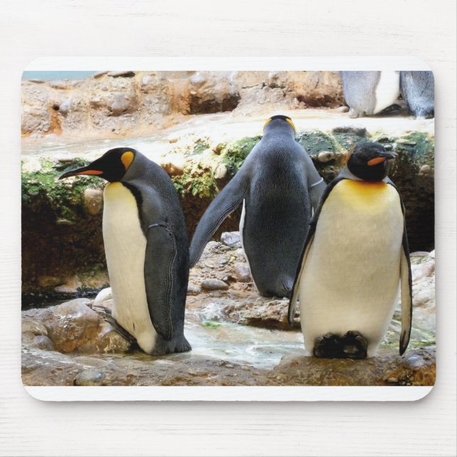 Kung Penguins Musmatta (Framsidan)