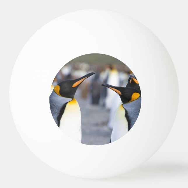 Kung Penguins Pingisboll (Baksidan)