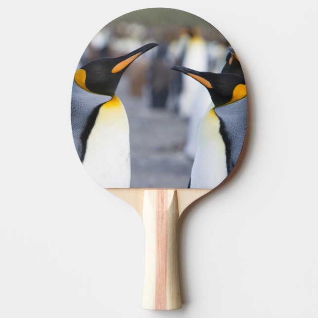 Kung Penguins Pingisracket (Framsidan)