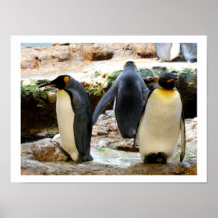 Kung Penguins Poster