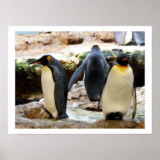 Kung Penguins Poster (Framsidan)